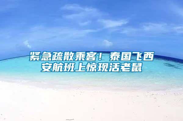 緊急疏散乘客！泰國飛西安航班上驚現活老鼠