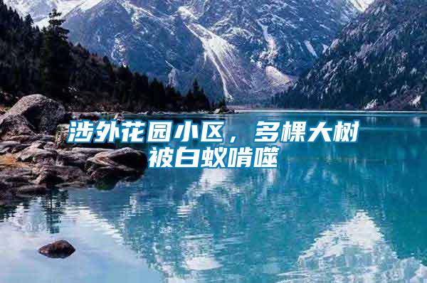 涉外花園小區，多棵大樹被白蟻啃噬