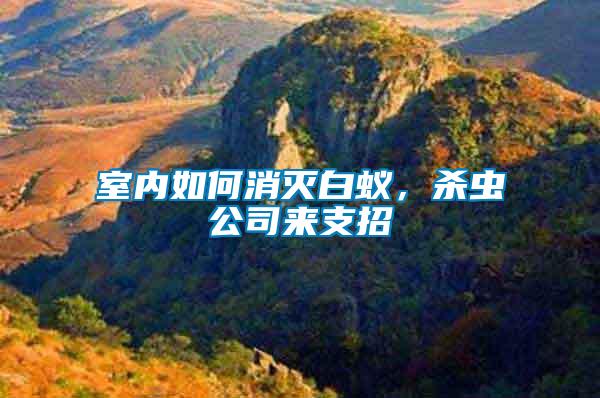 室內(nèi)如何消滅白蟻，殺蟲公司來支招