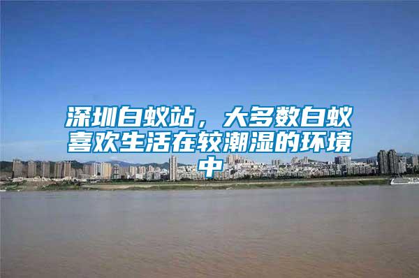 深圳白蟻站，大多數白蟻喜歡生活在較潮濕的環境中