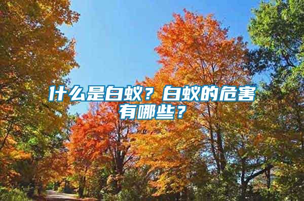 什么是白蟻？白蟻的危害有哪些？