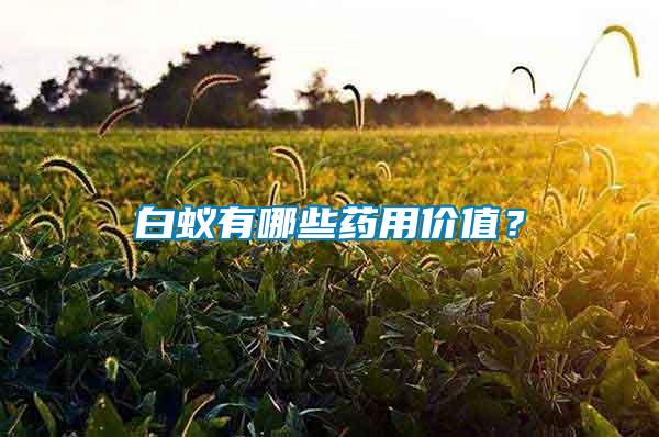 白蟻有哪些藥用價(jià)值？