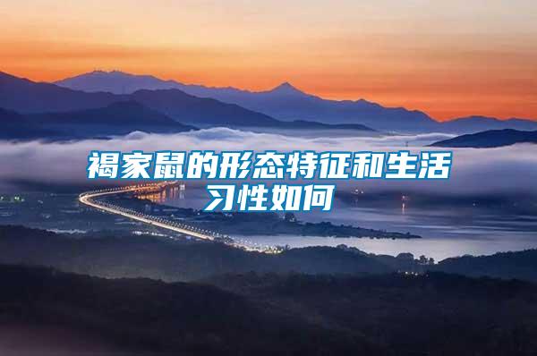 褐家鼠的形態特征和生活習性如何