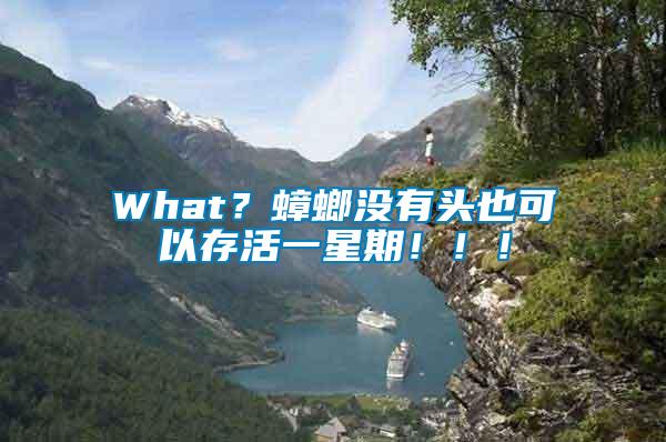 What？蟑螂沒有頭也可以存活一星期！??！