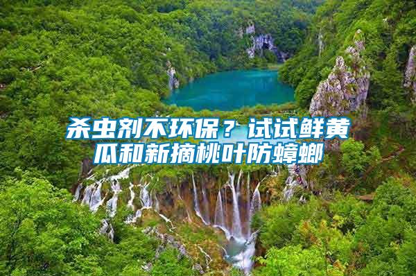 殺蟲劑不環保？試試鮮黃瓜和新摘桃葉防蟑螂
