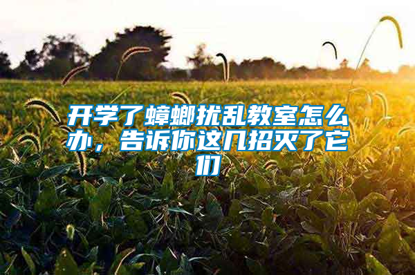 開學了蟑螂擾亂教室怎么辦，告訴你這幾招滅了它們
