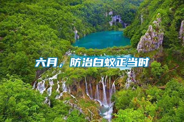 六月，防治白蟻正當(dāng)時(shí)