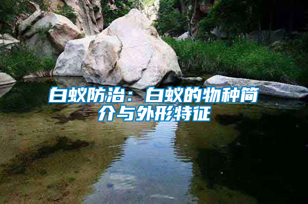 白蟻防治：白蟻的物種簡(jiǎn)介與外形特征