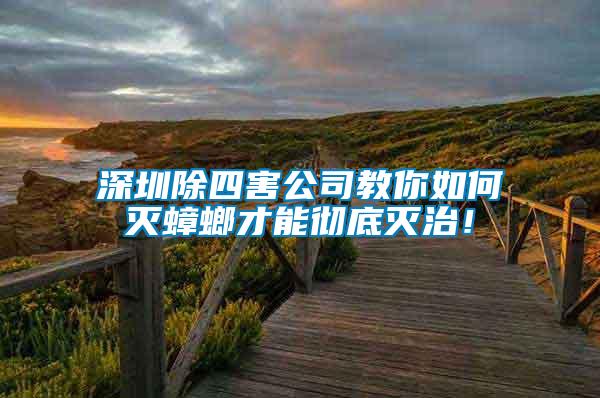 深圳除四害公司教你如何滅蟑螂才能徹底滅治！