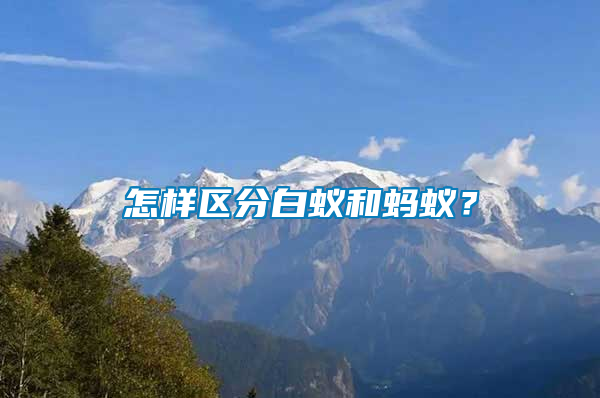 怎樣區分白蟻和螞蟻？