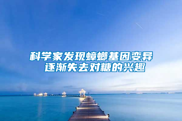 科學(xué)家發(fā)現(xiàn)蟑螂基因變異 逐漸失去對(duì)糖的興趣