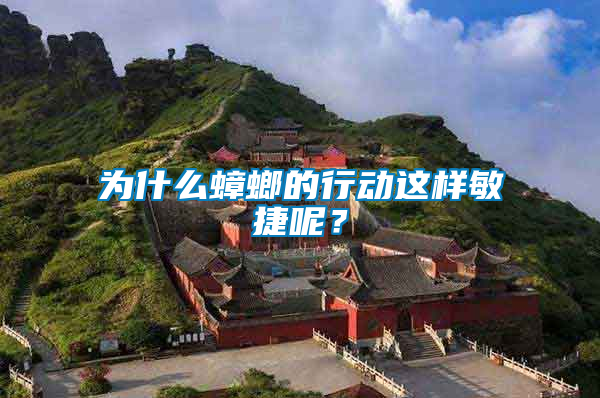 為什么蟑螂的行動這樣敏捷呢？
