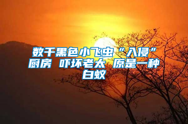 數(shù)千黑色小飛蟲(chóng)“入侵”廚房 嚇壞老太 原是一種白蟻