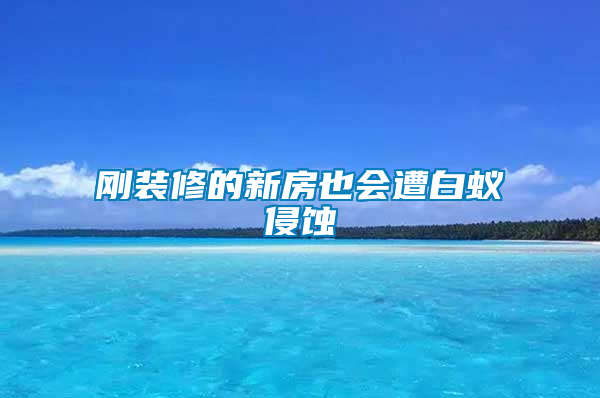 剛裝修的新房也會(huì)遭白蟻侵蝕