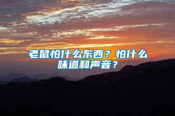 老鼠怕什么東西？怕什么味道和聲音？