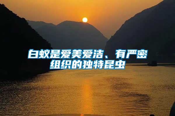 白蟻是愛美愛潔、有嚴密組織的獨特昆蟲